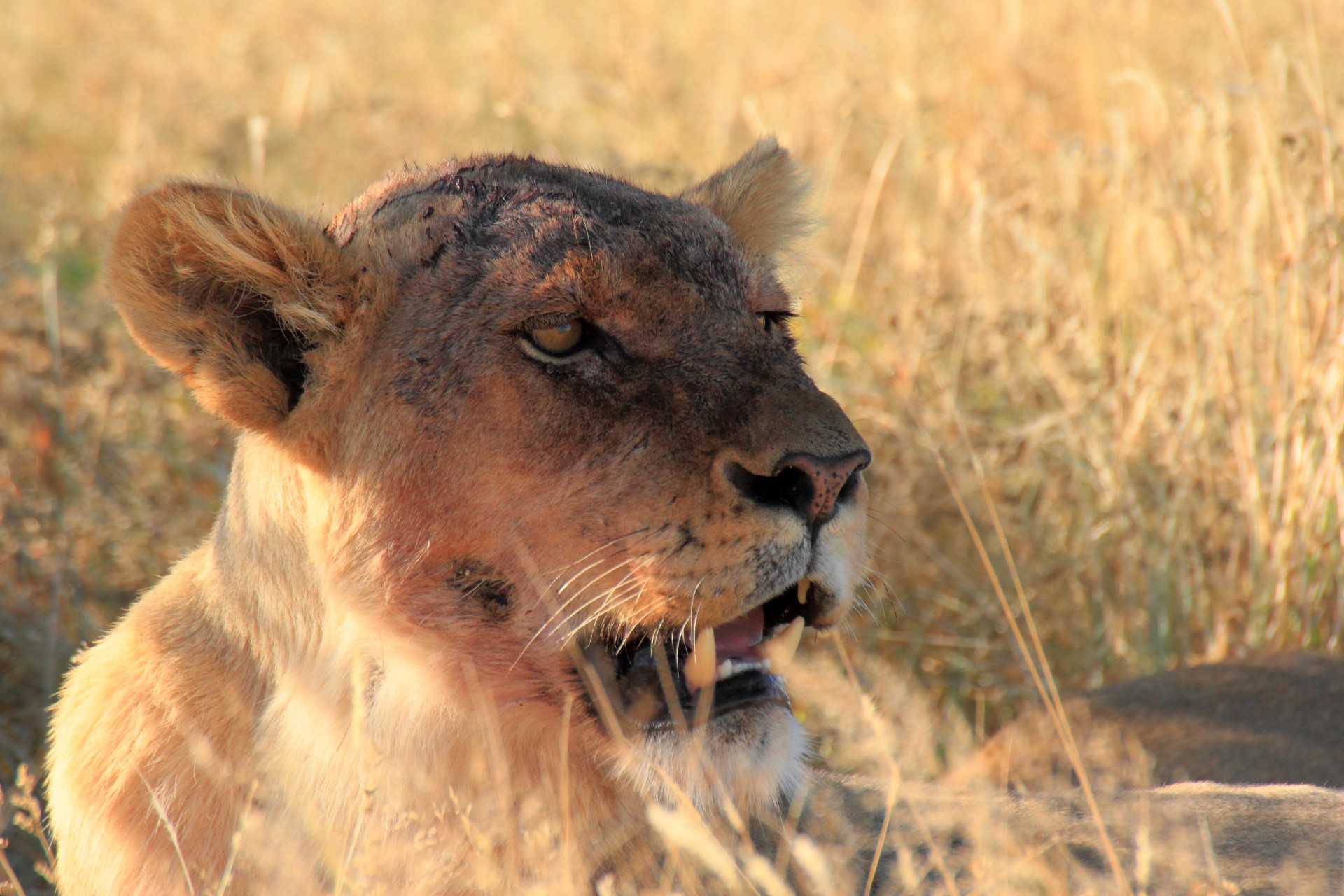 Namibia_Safari_Loewin.jpg